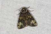 Schedeldrager / The Coronet (Craniophora ligustri)