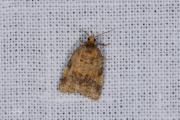 Schemerbladroller / Brown-barred Tortrix (Epagoge grotiana), micro