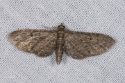 Schermbloemdwergspanner / White-spotted Pug (Eupithecia tripunctaria)