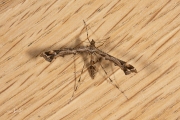 Scherphoekvedermot / Plume Moth (Amblyptilia acanthadactyla), micro