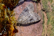 Schijnpiramidevlinder / Svensson's Copper Underwing (Amphipyra berbera)