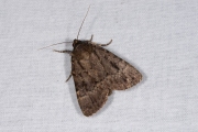 Schijnpiramidevlinder / Svensson's Copper Underwing (Amphipyra berbera)