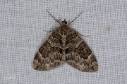 Schijnsparspanner of sparspanner /  Spruce Carpet  (Thera britannica/variata)