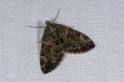 Schijnsparspanner of sparspanner /  Spruce Carpet  (Thera britannica/variata)