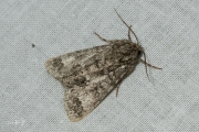 Schilddrager / Poplar Grey (Subacronicta megacephala)