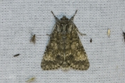 Schilddrager / Poplar Grey (Subacronicta megacephala)