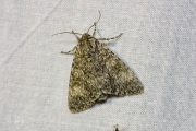 Schilddrager / Poplar Grey (Subacronicta megacephala)