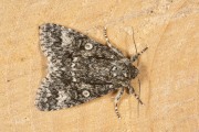 Schilddrager / Poplar Grey (Subacronicta megacephala)