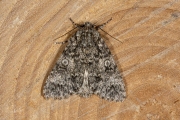 Schilddrager / Poplar Grey (Subacronicta megacephala)