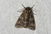 Schilddrager / Poplar Grey (Subacronicta megacephala)