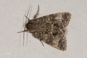 Schilddrager / Poplar Grey (Subacronicta megacephala)