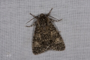 Schilddrager / Poplar Grey (Subacronicta megacephala)