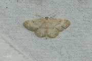 Schildstipspanner / Small Fan-footed Wave (Idaea biselata)