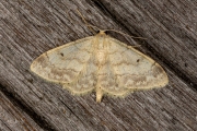 Schildstipspanner / Small Fan-footed Wave (Idaea biselata)