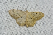 Schildstipspanner / Small Fan-footed Wave (Idaea biselata)