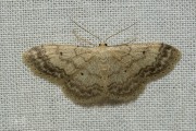 Schildstipspanner / Small Fan-footed Wave (Idaea biselata)