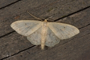 Schildstipspanner / Small Fan-footed Wave (Idaea biselata)