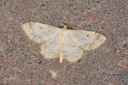 Schildstipspanner / Small Fan-footed Wave (Idaea biselata)