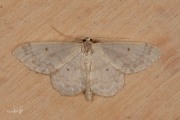 Schildstipspanner / Small Fan-footed Wave (Idaea biselata)