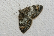 Schimmelspanner / Common Marbled Carpet (Dysstroma truncata)