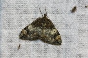 Schimmelspanner / Common Marbled Carpet (Dysstroma truncata)