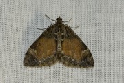 Schimmelspanner / Common Marbled Carpet (Dysstroma truncata)