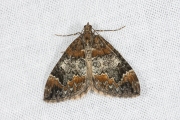 Schimmelspanner / Common Marbled Carpet (Dysstroma truncata)