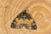 Schimmelspanner / Common Marbled Carpet (Dysstroma truncata)