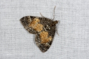 Schimmelspanner / Common Marbled Carpet (Dysstroma truncata)