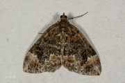 Schimmelspanner / Common Marbled Carpet (Dysstroma truncata)