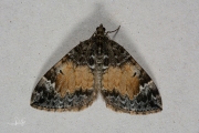 Schimmelspanner / Common Marbled Carpet (Dysstroma truncata)