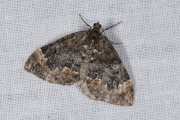 Schimmelspanner / Common Marbled Carpet (Dysstroma truncata)