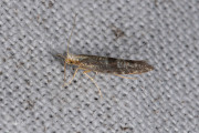 Schorspedaalmot (Argyresthia glaucinella), micro