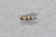Sierlijke pedaalmot (Argyresthia brockeella), micro