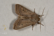 Sierlijke voorjaarsuil / Powdered Quaker (Orthosia gracilis)