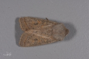 Sierlijke voorjaarsuil / Powdered Quaker (Orthosia gracilis)
