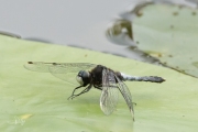 Sierlijke witsnuitlibel / Lilypad Whiteface  (Leucorrhinia caudalis)