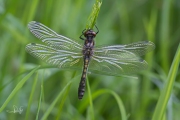 Sierlijke witsnuitlibel / Lilypad Whiteface  (Leucorrhinia caudalis)