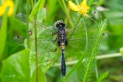 Sierlijke witsnuitlibel / Lilypad Whiteface  (Leucorrhinia caudalis)