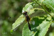 Sierlijke witsnuitlibel / Lilypad Whiteface (Leucorrhinia caudalis)