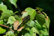 Sierlijke witsnuitlibel / Lilypad Whiteface (Leucorrhinia caudalis)