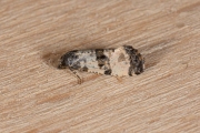 Sint-jacobsbladroller / Black-headed Conch (Cochylichroa atricapitana), micro