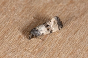 Sint-jacobsbladroller / Black-headed Conch (Cochylichroa atricapitana), micro