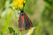 Sint-jacobsvlinder / Cinnabar (Tyria jacobaeae)