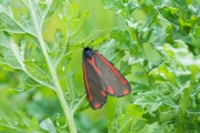 Sint-jacobsvlinder / Cinnabar (Tyria jacobaeae)