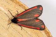 Sint-jacobsvlinder / Cinnabar (Tyria jacobaeae)