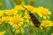 Sint-jansvlinder / Six-Spot Burnet (Zygaena filipendulae)