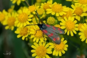 Sint-jansvlinder / Six-Spot Burnet (Zygaena filipendulae)