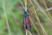 Sint-jansvlinder / Six-Spot Burnet (Zygaena filipendulae)