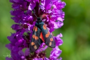 Sint-jansvlinder / Six-spot Burnet (Zygaena filipendulae)